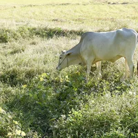 An Giang vào mùa nước nổi – Mùa du lịch đẹp nhất trong năm - 7
