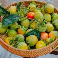 Vườn hồng trĩu quả của vợ chồng 