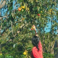 Vườn hồng trĩu quả của vợ chồng 