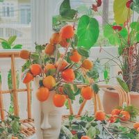 Vườn hồng trĩu quả của vợ chồng 