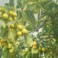Vườn hồng trĩu quả của vợ chồng 