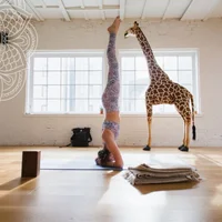 Những lý do bạn nên tập Yoga Headstand ngay hôm nay