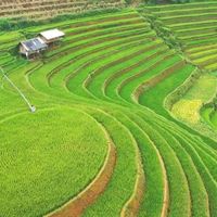 Bản giao hưởng của lúa - 3