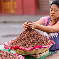 Đến Mexico ăn những món độc lạ mà ngon mê ly - 1