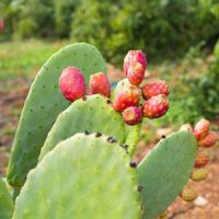 Đến Mexico ăn những món độc lạ mà ngon mê ly - 9