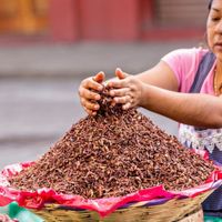 Những món ăn độc lạ nên thử khi đển Mexico