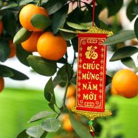 cây quất