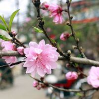 hoa đào