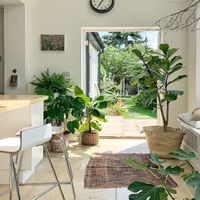 Chọn ngay cây xanh giúp lọc không khí cho nhà bạn thêm trong lành