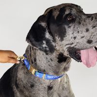 Snoop Doggie Doggs