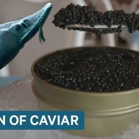 Tại sao trứng cá muối lại đắt như vậy ?