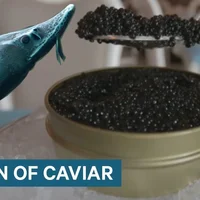 Tại sao trứng cá muối lại đắt như vậy ?