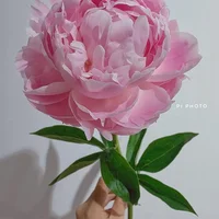 Ảnh trong bài