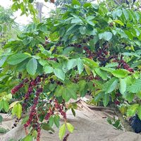 Ảnh trong bài