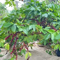 Ảnh trong bài