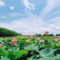 Ảnh trong bài