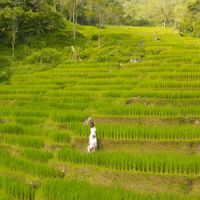du lịch pù luông ruộng bậc thang