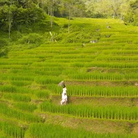 du lịch pù luông ruộng bậc thang