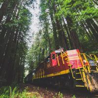 Động cơ 65 xuyên qua Redwoods từ Đoàn tàu Glenn Blair Bar