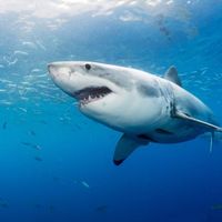 great-white-shark_ulysse-nardin-2-930x698.jpeg
