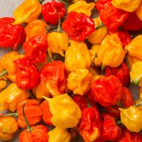 Pepper X là loại ớt mới cay nhất thế giới