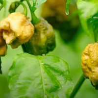 Pepper X là loại ớt cay nhất thế giới