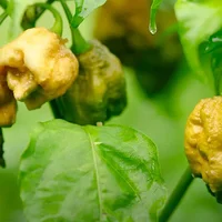 Pepper X là loại ớt cay nhất thế giới