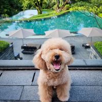 Capella Singapore - khu nghỉ dưỡng “hoàn hảo” trên đảo Sentosa