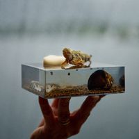 Mỗi món ăn tại Iris được trình bày mô phỏng theo câu chuyện.