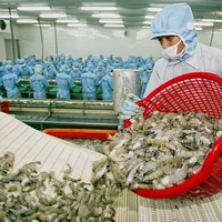 uknganh-tom-viet-nam-da-huong-loi-tu-ukvfta-den-dau-20231101140556.jpg?rt=20231110141743