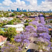 Một con đường phía nam thành phố Perth rợp bóng phượng tím.