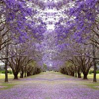 Australia-ivivu-4