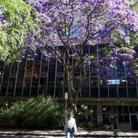 Hoa phượng tím trong khuôn viên trường Đại học Melbourne.