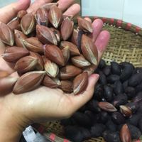 nhộng-ong-đất-dầm-iVIVU2