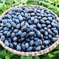 nhộng-ong-đất-dầm-iVIVU3