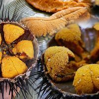 Cầu gai (nhum biển)