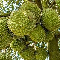 saurieng220230916082303.jpg?rt=20231101162555