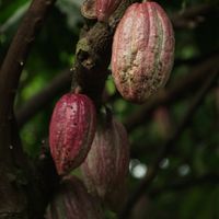 Vẻ đẹp của cây cacao