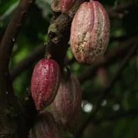Vẻ đẹp của cây cacao