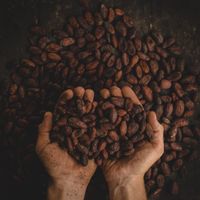 Hạt cacao chứa nhiều chất dinh dưỡng có lợi.