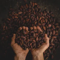 Hạt cacao chứa nhiều chất dinh dưỡng có lợi.