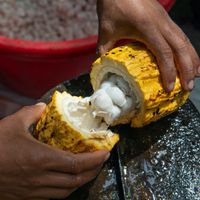 Cận cảnh hạt cacao