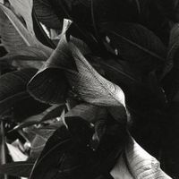 Jay DeFeo: Untitled, 1972, gelatin silver print, 9 1/4 by 6 3/8 inches.
