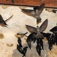 Yến sào – thực phẩm được săn lùng liệu có thực sự dinh dưỡng?