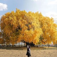 Cây ngân hạnh ở Hàn Quốc