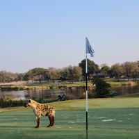 Sân golf hoang dã nhất thế giới Skukuza Golf Club