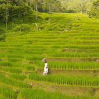 du lịch pù luông ruộng bậc thang