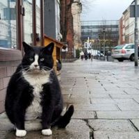 Gacek-cat-6964-1676793532.jpg?w=680&h=0&q=100&dpr=1&fit=crop&s=a0nM0TwA0M8bpgyXtSTE3g