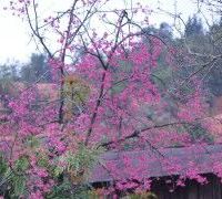 Ảnh trong bài
