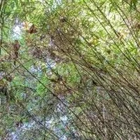 Ảnh trong bài